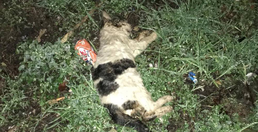 Il Macabro Passatempo Di Alcuni Giovani Uccidere Cuccioli Di Cani E Gatti Quotidiano Di Gela